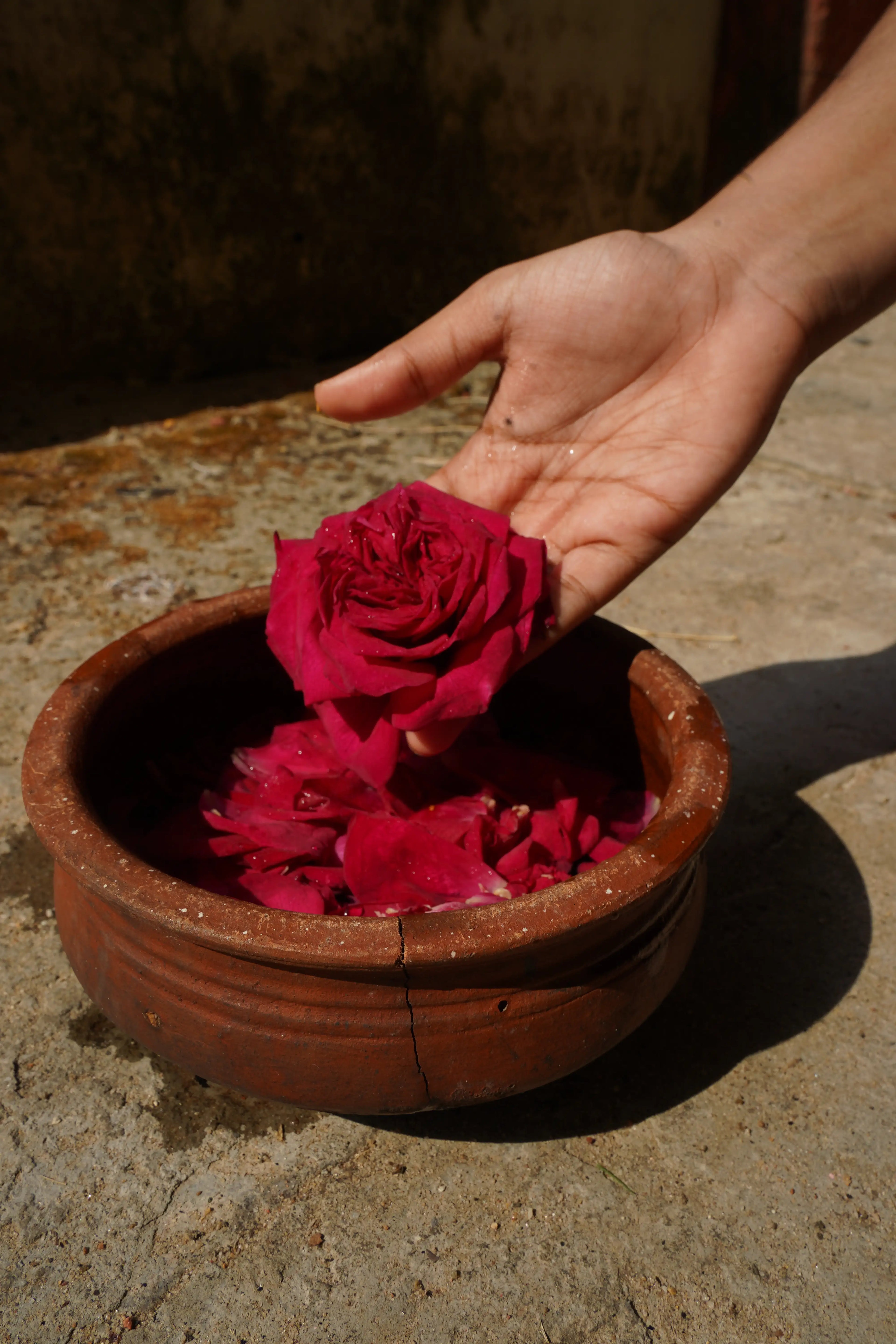 Roots of the Bloom